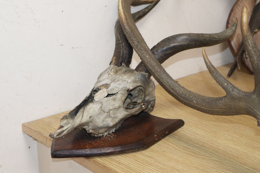 Three sets of antlers / horns